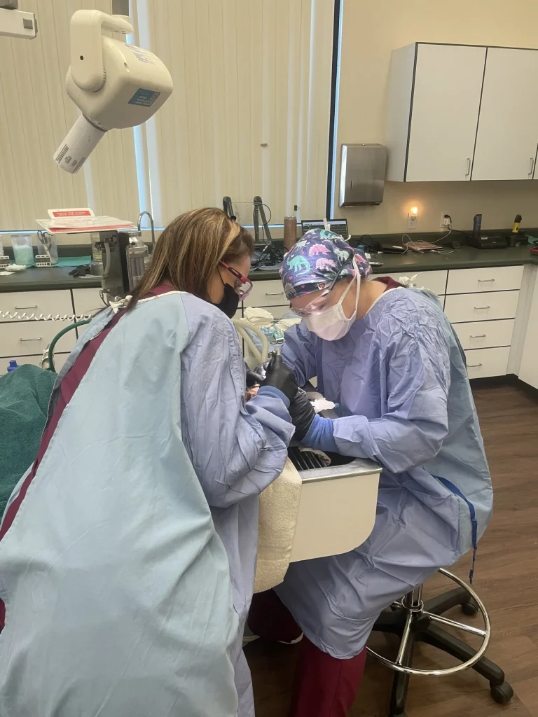 Pet Dentistry
