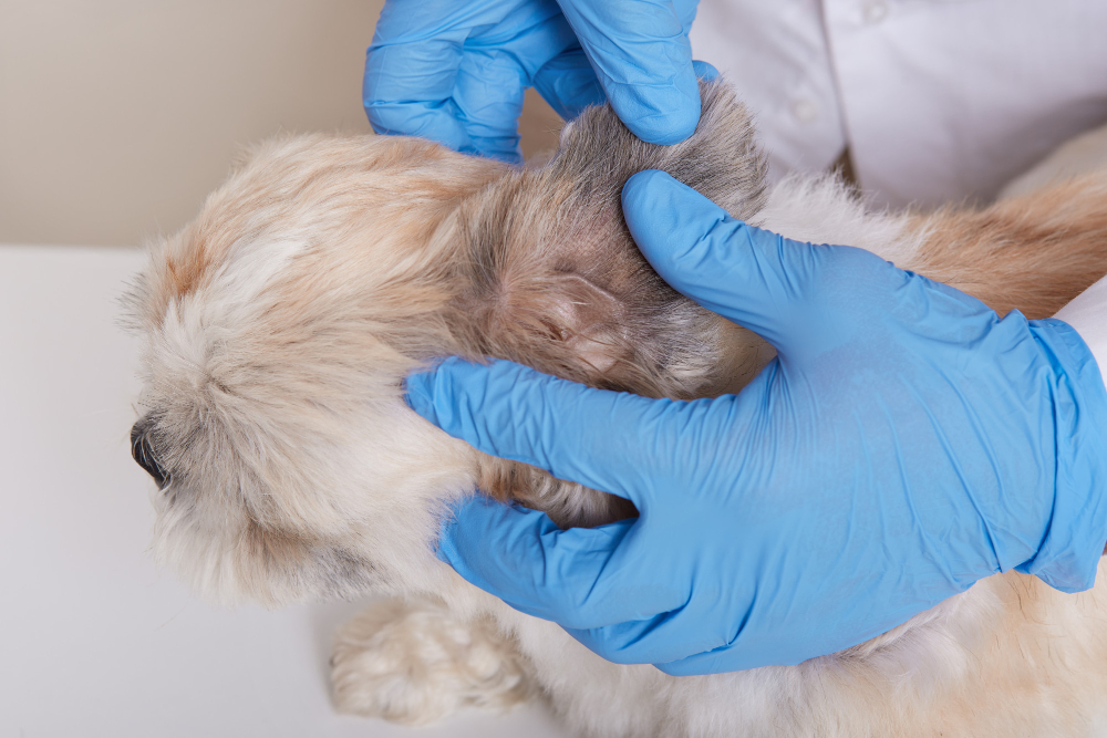 Dermatology in Canon City