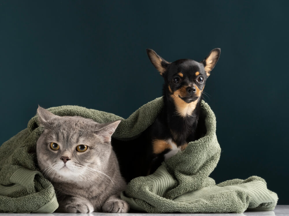 Spay and Neuter Canon City, CO